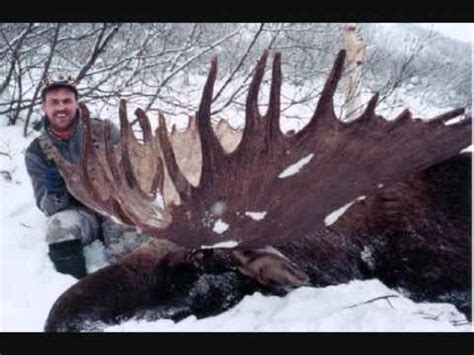 The largest bull moose ever recorded (so far) was a whopping 1,800 lbs. World Record Moose and other HUGE Moose!! - YouTube