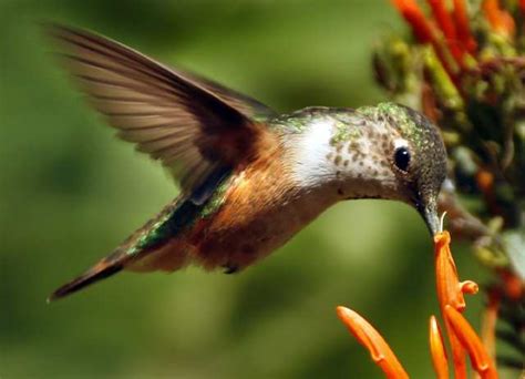 Consider increasing the amount of sugar in the mixture slightly so the ratio is 1:3 instead of 1:4. Living the high life | L.A. NOW | Los Angeles Times