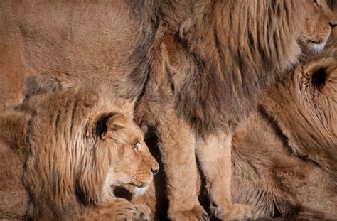 Facts About Lions, Rulers Of The Savannah - LiveMinty