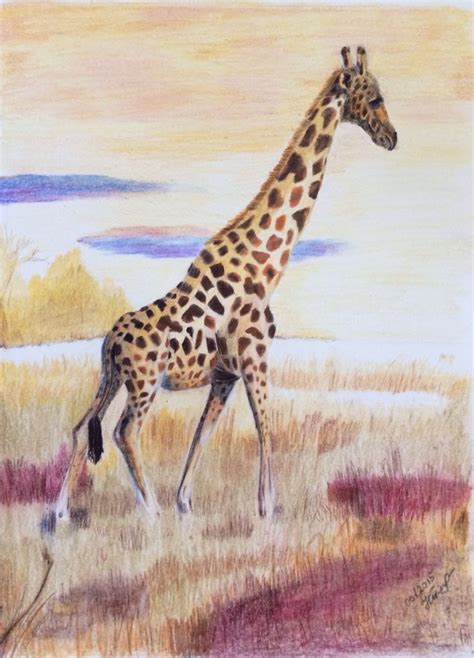 Giraffe Colored Pencils By Natalia Pleshlova Giraffe Animals