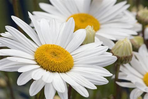 Daisy Daisies Flowers Free Photo On Pixabay Pixabay