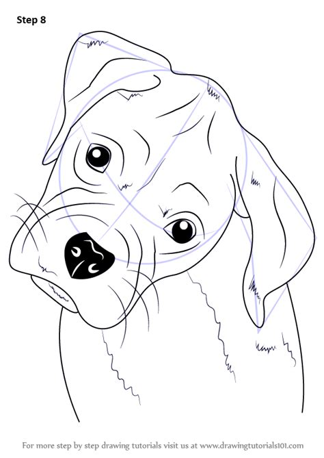 Learn How To Draw Boxer Puppy Face Farm Animals Step By Step