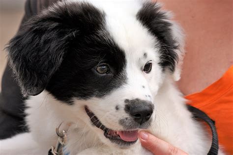 Black And White Puppy Close Up Free Stock Photo Public Domain Pictures