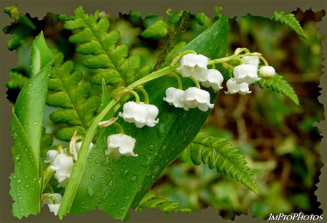 Nos cueilleurs le ramassent délicatement avec ses racines en prenant soin de préserver le rhizome pour qu'il repousse l'année. JmPtoPhotos: Muguet bonheur pour fond d'écran.
