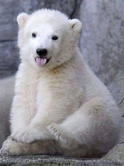 Polar Bears Polar Bear Baby Animals Baby Polar Bears