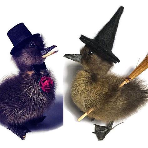 the darkwing ducks have been restocked taxidermy curio curiosity dptaxidermy odd oddity