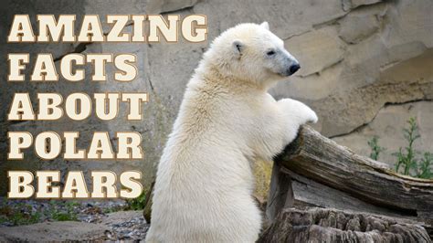 Top 10 Amazing Facts About Polar Bears Youtube