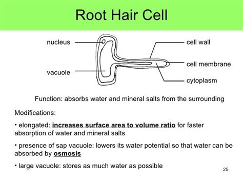 Some plant cells are infact dead but used for methods of transporting, such as those of the xylem. Image result for root hair cells labelled diagram and ...