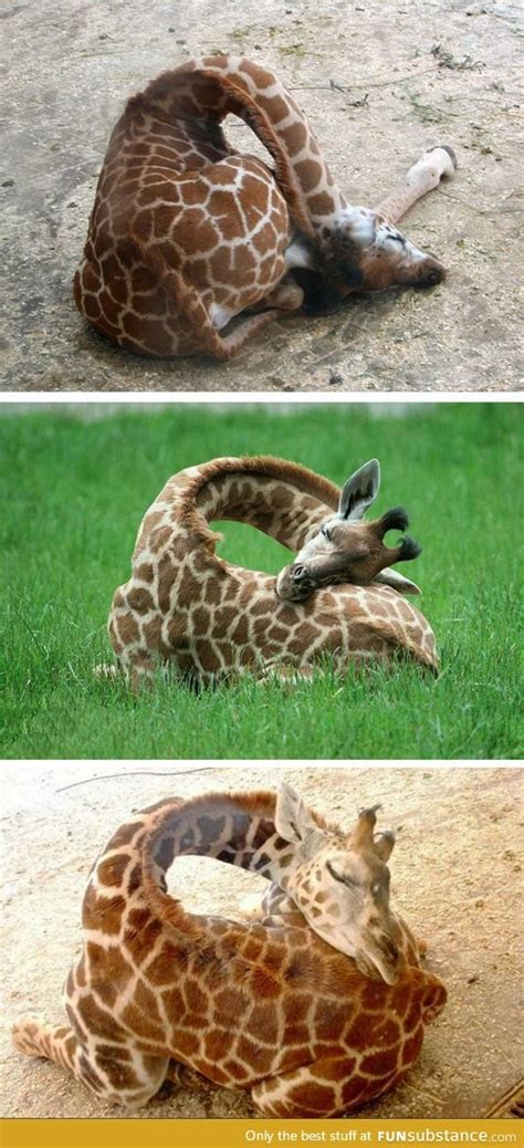 So This Is How Giraffes Sleep Funsubstance