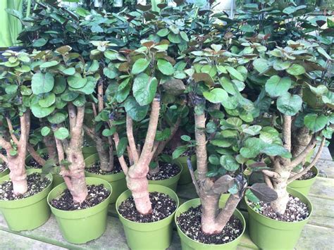 Maybe you would like to learn more about one of these? Aralia Fabian Polyscias scutellaria Tropical Houseplant ...
