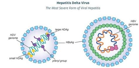 What Is Hepatitis D