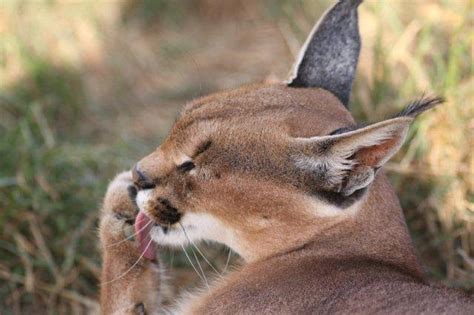 Other Cats Album Jukani Wildlife Sanctuary Plettenberg Bay South Africa
