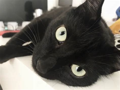 12 Fascinating Black Cat Breeds Explained My Mini Panther