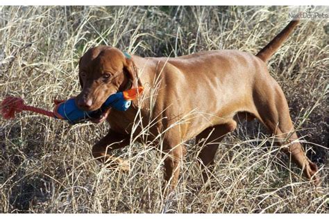 There are 498 vizsla puppy for sale on etsy, and they cost $18.56 on average. Blue Boy | Vizsla puppy for sale near Victoria, Texas ...