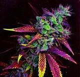 Where Can I Get A Marijuana Plant Photos