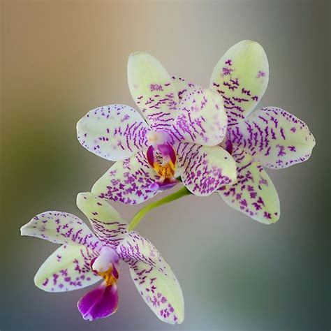 ~~ Orchid Phalaenopsis ~~ Beautiful Orchids Pictures Beautiful