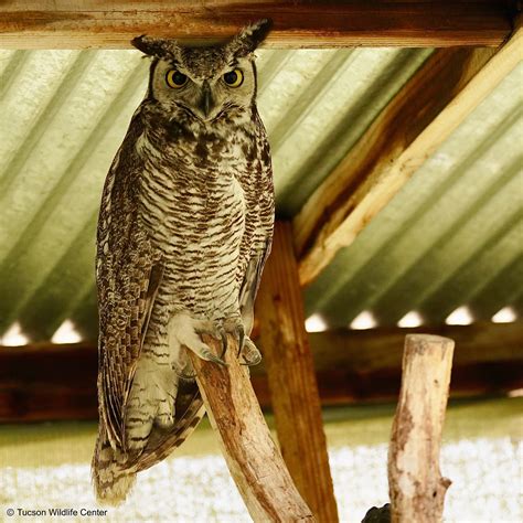 Patient Of The Week 012723 Tucson Wildlife Center