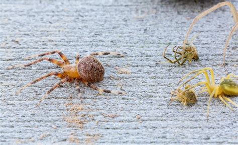 Premium Photo Spiders Entombed In Mud Dauber Wasp Nest