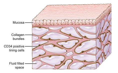 Interstitial Fluid And The Interstitium Formation And Function Owlcation