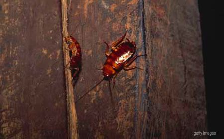 If your place is pristine you don't expect roaches as house guests. HOME DZINE | Return of the cockroach