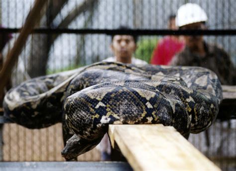 Body Of Missing Indonesian Man Found Inside Giant Python