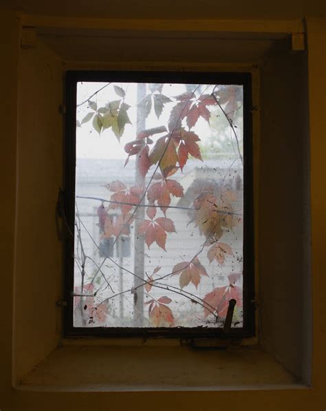 Autumn Leaves Through Basement Window Picture Free Photograph
