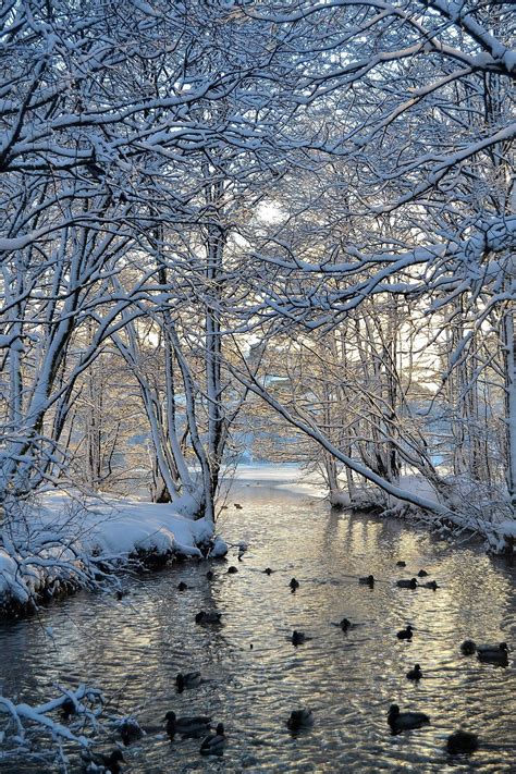 Ducks In Winter Winter Landscape Winter Scenery Winter Pictures