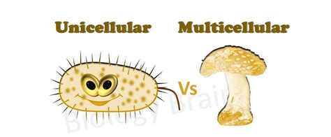 Explain The Difference Between Unicellular And Multicellular Organisms