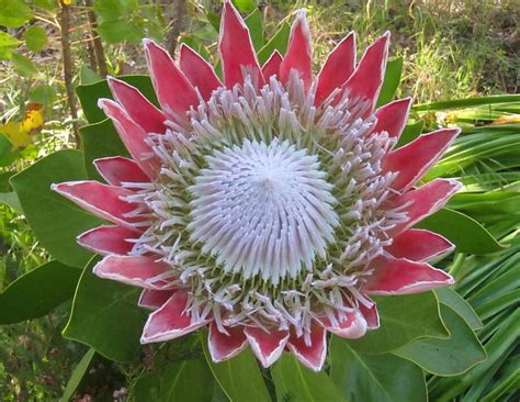 Where To Get King Protea Sfgate