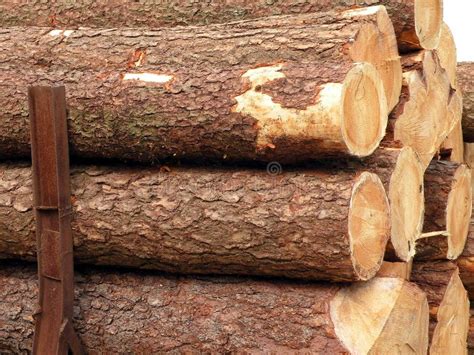 Timber Stock Image Image Of Woodpile Logging Pine 15606883