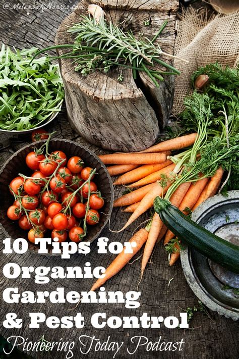 Guidelines for implementing pest control requirements in ifs food, version 6 chapter 4.13. Why Organic Pest Control Is Important - Chambers Pest Control