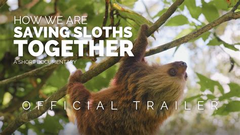 Saving Sloths Together Documentary Official Trailer Youtube