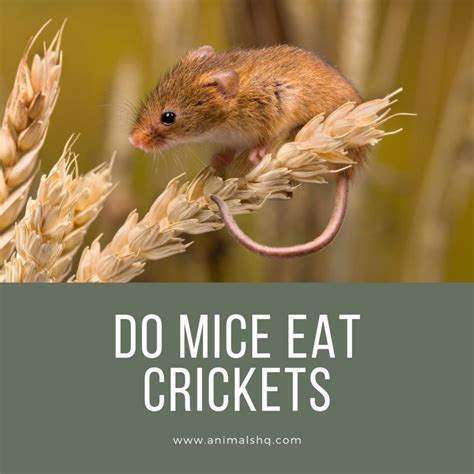 Do Mice Eat Crickets? (Read This First!) - Animals HQ