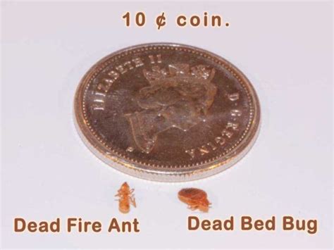 This treatment works by destroying the cells of the. Bed Bugs Pest Control and Extermination Service ...