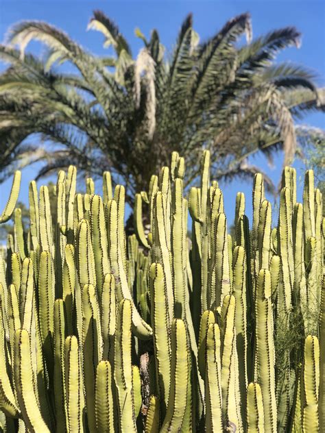 This collection features adorable llamas, cute cacti and colorful letters. Cactus | Tenerife, Pyramids, Adventure