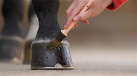 Summer Hoof Care Horse And Rider