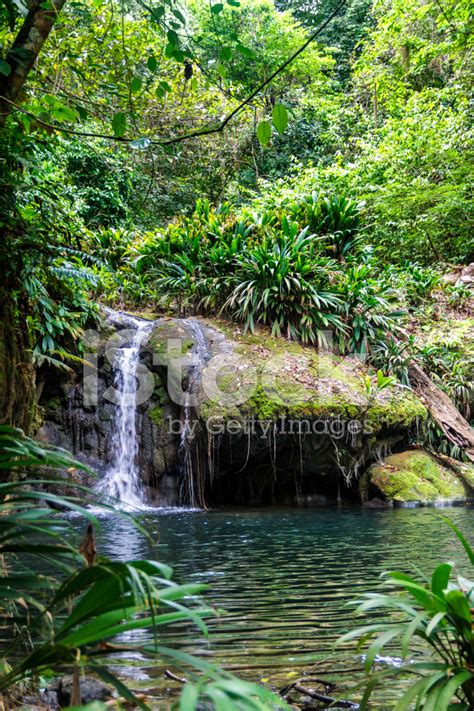 Tropical Rain Forest River Pond Stock Photos