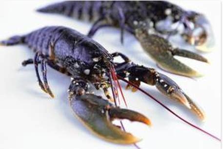 Invertebrates - AnIMALIA: The WOrld of backbones