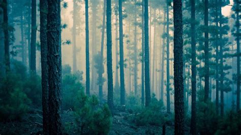 6 Haunted Forests Perfect For Thrills Arbor Day Blog