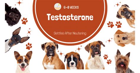 How Long Does It Take For Testosterone Levels To Drop After Neutering