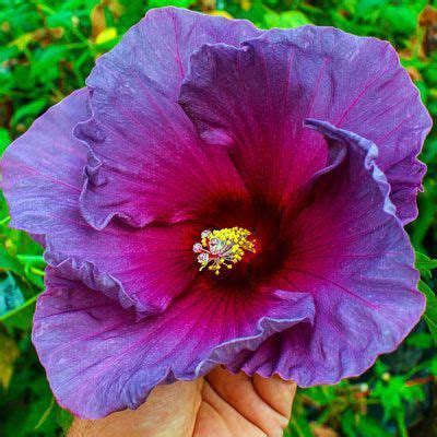 Summer Spice® Grape Sorbet™ Hibiscus #Hibiscus | Hardy hibiscus, Flower landscape, Hibiscus