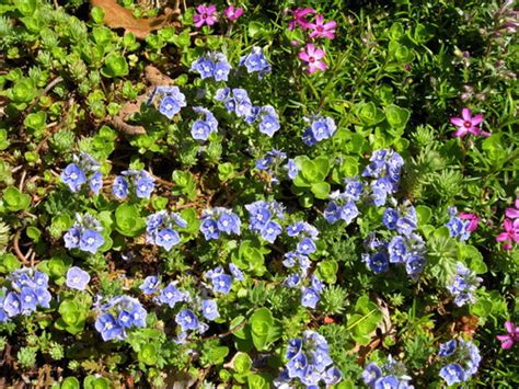 Ground Cover Plant Small Blue Flowers - ground cover plant small blue flowers