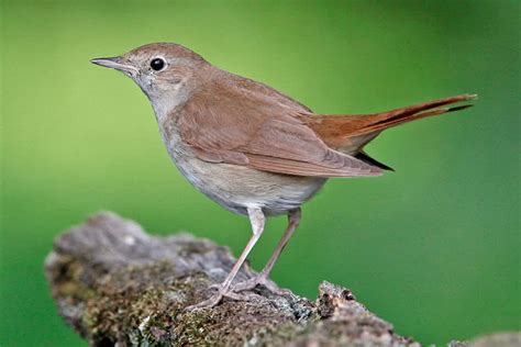 Vogelwartech Common Nightingale