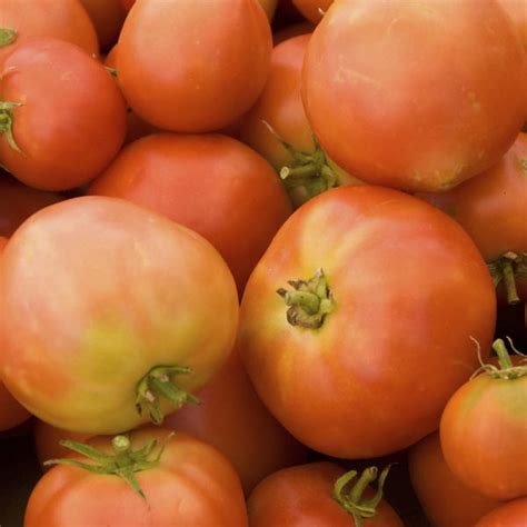 Long Keeper Tomato Seeds Heirloom Organic Tims Tomatoes