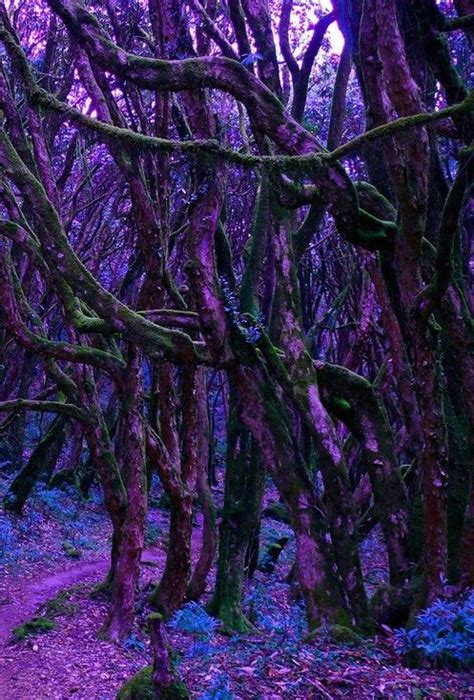 Purple Forest Scotland Beautiful Nature Forest Fairy Photo