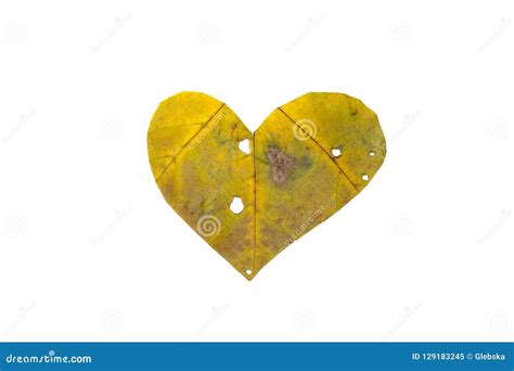 Heart Symbol Is Carved From Green Maple Leaf Stock Image Image Of