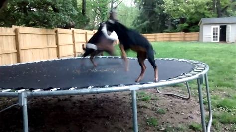 Baby Goats On Trampoline Youtube