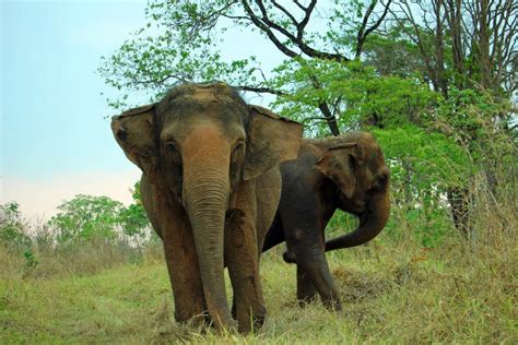 Ways To Support Global Sanctuary For Elephants