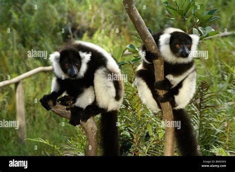 Black And White Ruffed Lemurs Lemurs Island Andasibe Madagascar