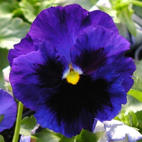 Pansy Matrix Blue Frost Pansy From Plantworks Nursery